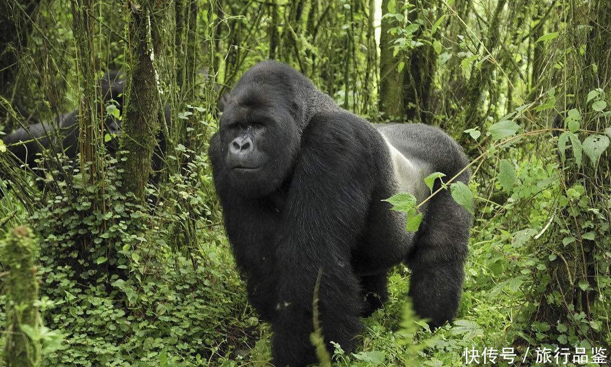  森林|世界“最贵”最难进的公园, 门票近万元仍一票难求, 公园竟在非洲!