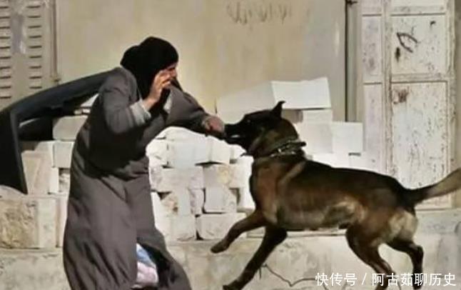  倒霉|小偷偷东西被狗咬, 住院花掉3万块, 谁来赔偿 狗主人要倒霉了!