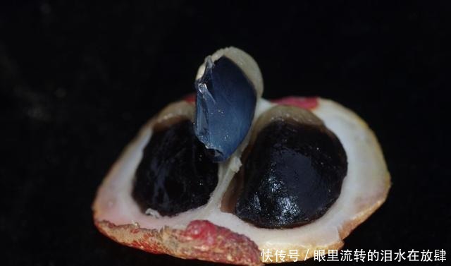 哪种|水果界的“李佳琦”,吃遍3000多种水果,哪种最好吃