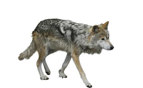 动物|狼究竟是什么动物?