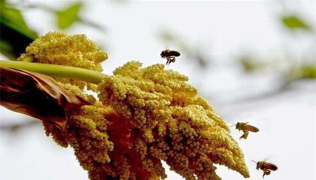 棕榈花|外形像“鱼卵”,过去只用来观赏,如今一斤10元,想买得排队