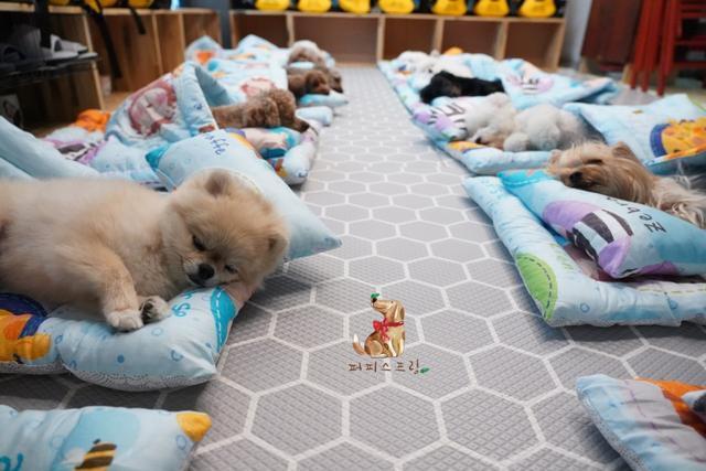 老师|幼儿园发了小背包,狗狗一直叼着不肯放,里面究竟装着什么?