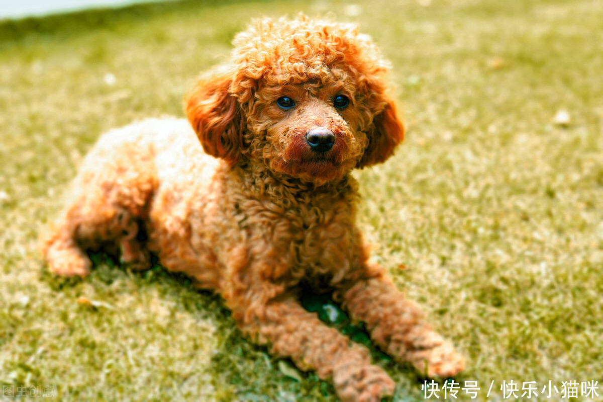 惩罚|总这样惩罚泰迪,你觉得你不会失去它吗?