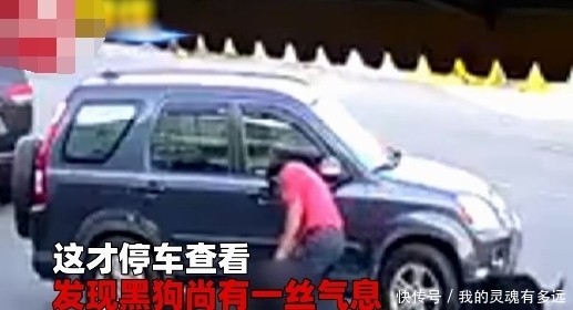  来回|黑狗躺在路上，被男子开车来回辗压狠踹，一旁同伴急得狂吠打转！