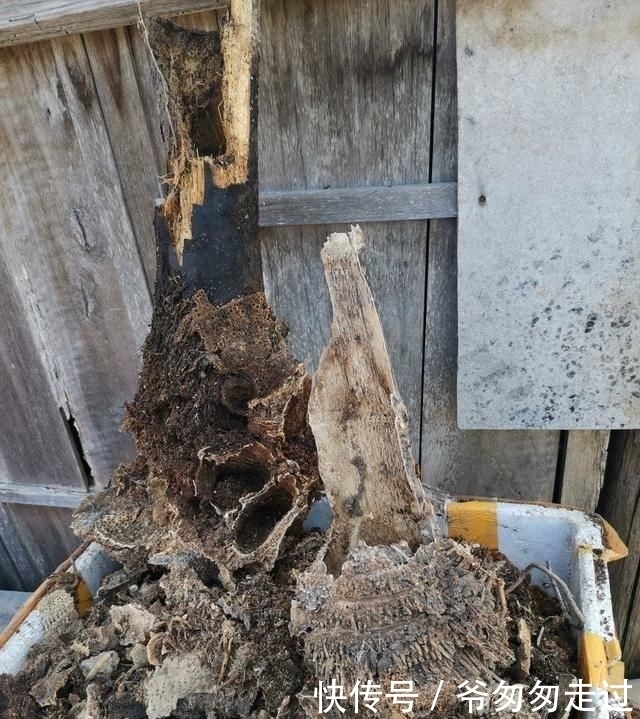 大哥|农村大哥,专门挖这种土养花,不花钱开花真旺!