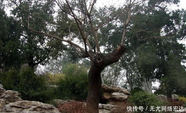 脖树|300多年过去了,那棵吊死崇祯皇帝的老歪脖树命运如何了?
