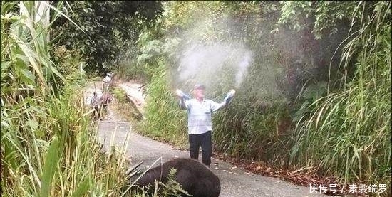  田姓农民|奇闻：恐怖！500公斤大水牛竟被虎头蜂活活螫死！