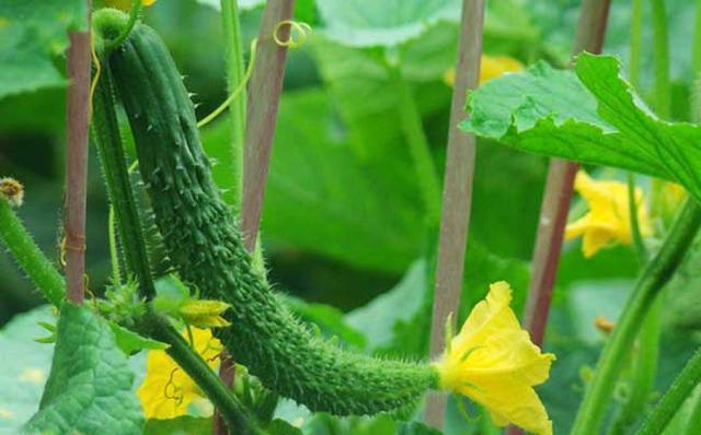  天天|家里的青瓜熟了, 天天这样吃你受得了吗
