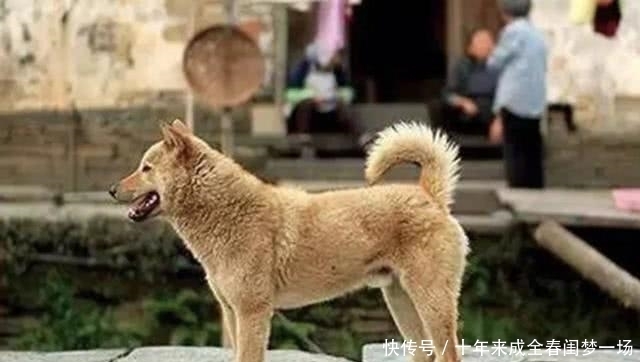 细说|狗贩子为何喜欢高价收购十年以上的老狗?细说你不知道的三点秘密