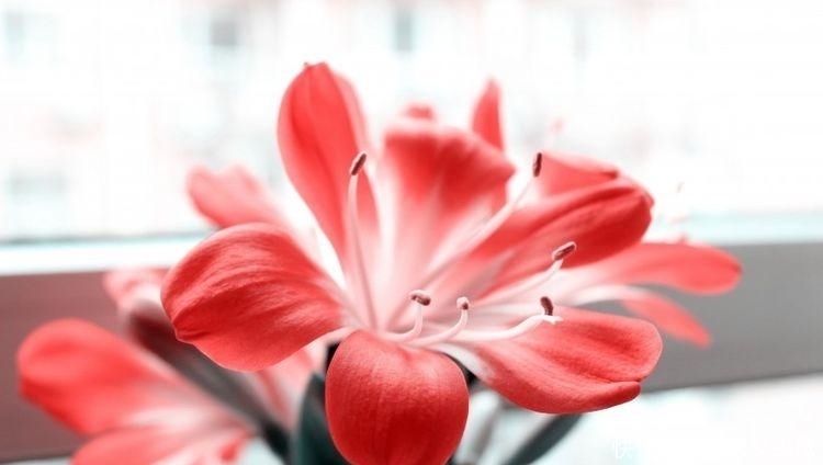 让生肖蛇|九月中旬,财运来袭,好运紧随,生活烦恼解除的四大生肖