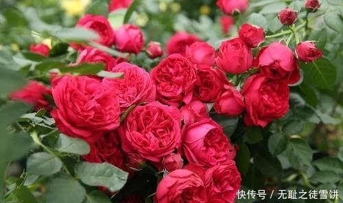 新手|5种月季花,号称开花机器,几乎不生病,新手也会养
