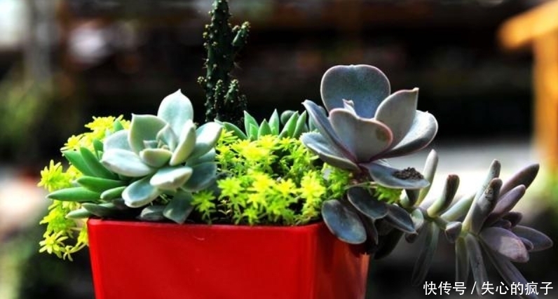 遍地|9月运势红彤彤,“财神”大步到门前,日子今非昔比,金银遍地!