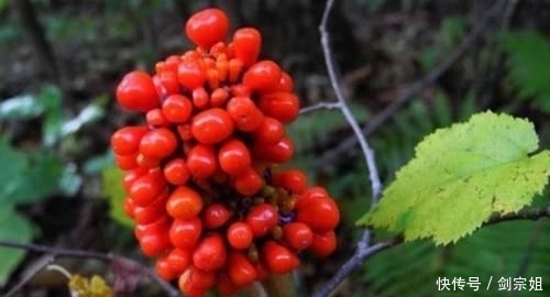 如今|山里这种野草俗称“蛇饭”,小时候看到不敢碰,如今成了种常用药