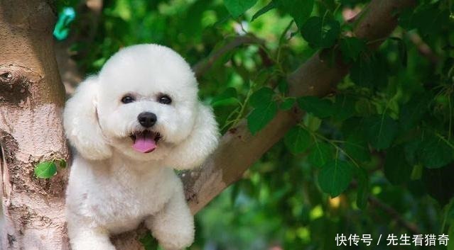 你家比熊叫什么别让狗名触碰这几个禁忌,