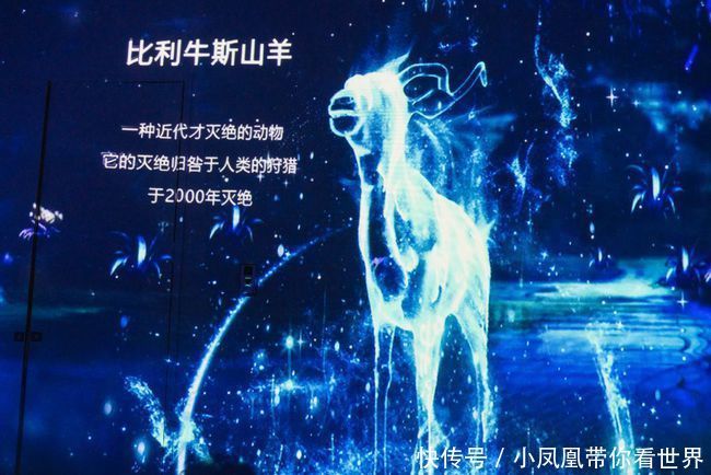  万象|东风夜放花千树，万象森林看万象