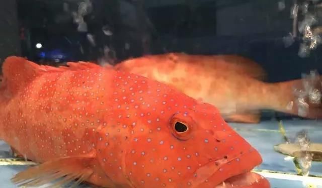 海鲜|世界上65种珍奇海鲜,贝爷都不敢说全部吃过,你吃过几种