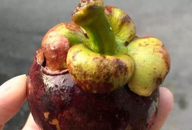 挑选|买山竹时有窍门,要选择“母”山竹,皮薄肉大,一挑一个甜