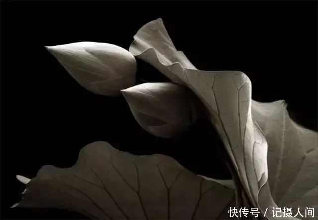  莲花|一个老外拍的荷花，惊艳