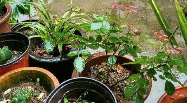 阳光|“房前不栽树,屋后不种花”,古人2句经典俗语,句句都是经验