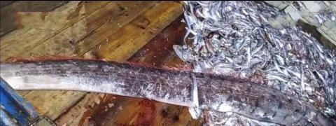 东海|奇趣探知全国罕见东海捞到3米多长“白龙王”,重百斤全身在闪闪发光