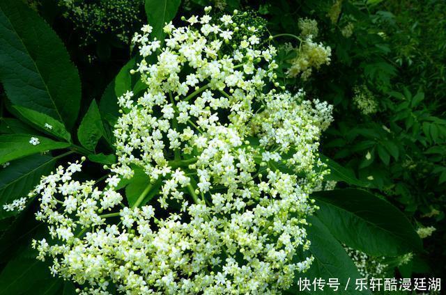  绽放|在7月下旬，桃花绽放，机缘巧合，喜遇良缘的三大星座