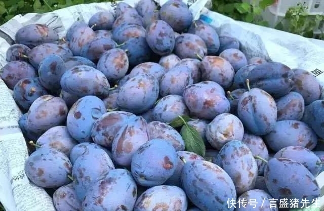 吃起来|买西梅时,挑硬的还是软?很多人不懂,果农:挑错等于白花钱