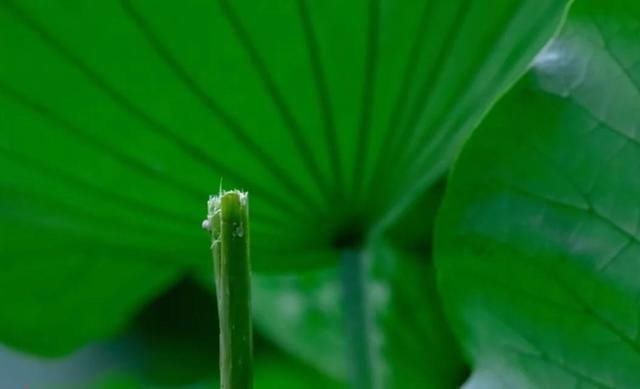 受限|偷摘并蒂莲蓬游客被“记录在案”两年内这些活动将受限→