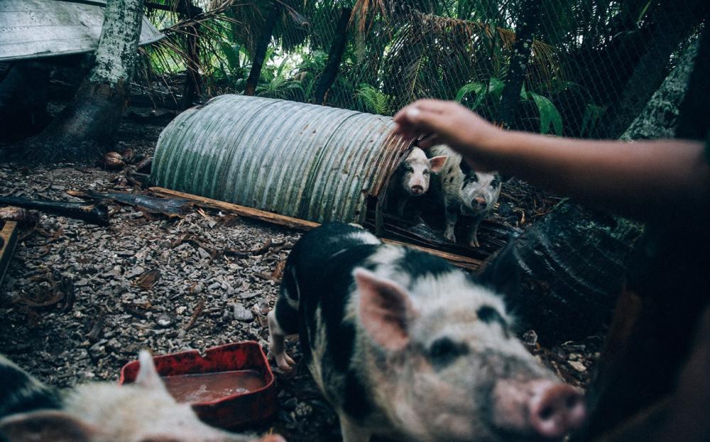  拥有|倒数第一经济体：靠太阳能发电人均拥有5头猪，居民全是双重国籍