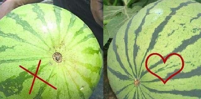 就证明|买西瓜时别再拍了,西瓜也分“公母”记住这“4点”一挑一个准