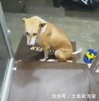 教养|抱歉!连流浪狗都有的教养,有些人却没有