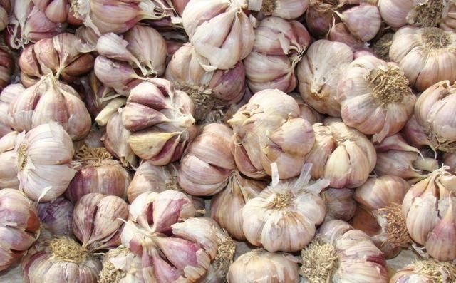 把干燥|买回来的大蒜老是发芽菜农教我这招,存放一年都不会发芽了