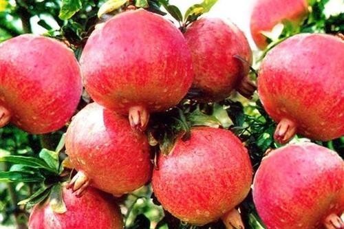 不吐|吃葡萄可以不吐皮,但吃“它”一定要吐很多籽!