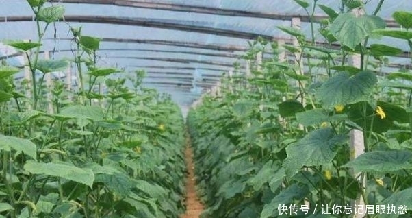 二氧化碳|黄瓜保护地种植,该如何增施“二氧化碳”?惠农为您解答