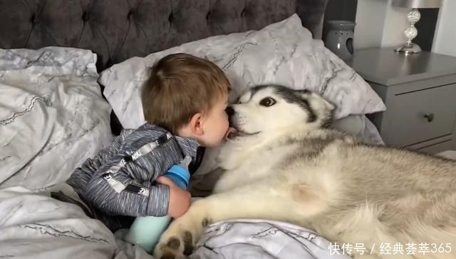  爸爸|小主人把爸爸赶走，却要让二哈陪它睡，场景让人很暖心啊