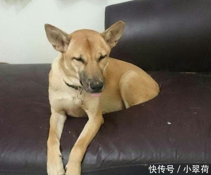 沙发|看到狗子犯错后一副这么无辜的表情, 铲屎官都下不了手!