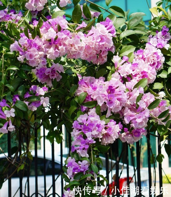 能开|20种秋天开花的植物,外出看到,记得拍照欣赏!