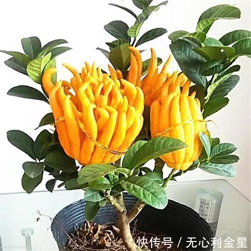 好吃|清香奇特的佛手,别致又好吃