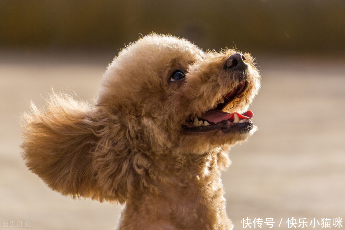  惩罚|总这样惩罚泰迪，你觉得你不会失去它吗？