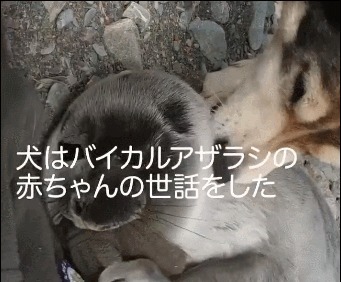 可爱|海豹宝宝闯进小村落,狗妈妈主动把它当孩子照顾!这组合太可爱了