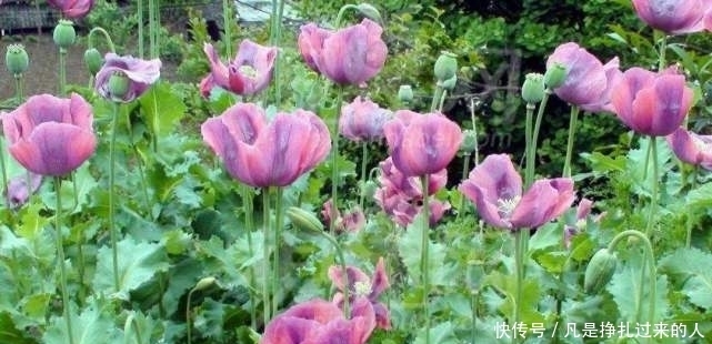 种植罂粟|中国合法种植“罂粟”基地，规模上千亩，猎犬和武警全天看守