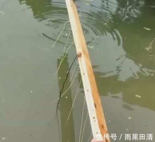 男子|男子买来3块钱猪大肠,把它扔进水里,3小时后赚了300块!