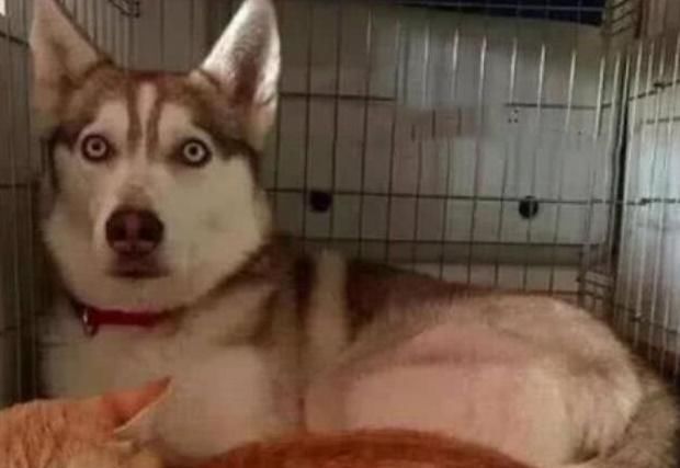 被迫|小猫刚出生猫妈妈就失踪了,二哈被迫带娃,它的反应让人笑喷