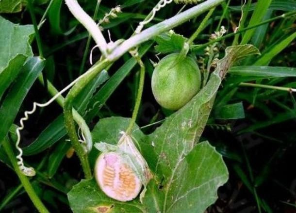 老人|玉米地中的小西瓜,过去老人常说有毒不能吃,如今一斤价格40元