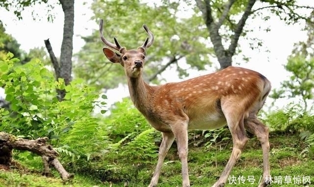 进来|关于鹿的饲养管理与技术，你了解多少，不妨进来看看