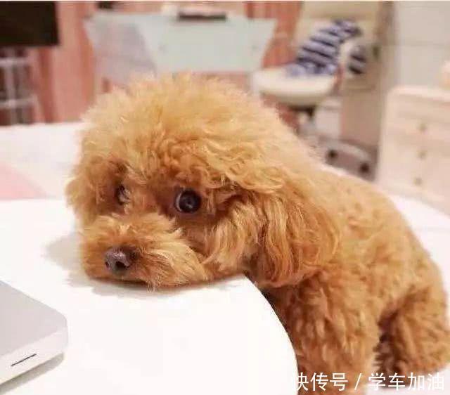  主人|泰迪没扑没咬老人自己摔倒，主人竟要赔20多万引热议