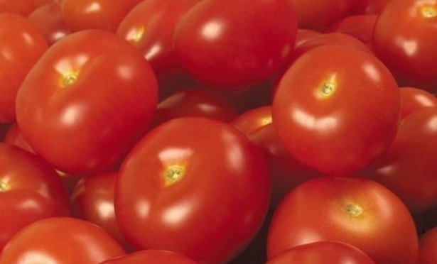 螃蟹|让人倒下的不是病,是无知吃西红柿的4大禁忌,很多人不了解