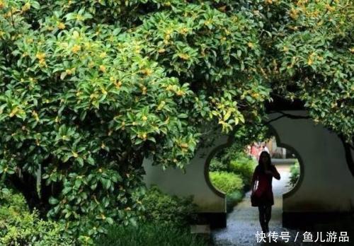 秋天|才饮桂花酒,又食桂花藕,桂子飘香,美食忙