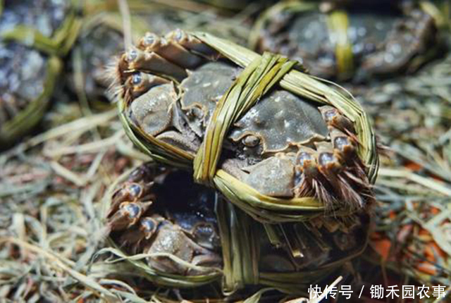 就火|去年遭吐槽的大闸蟹,今年没上市就火了,消费者直呼吃不起