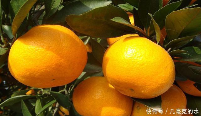 滋味|易家河蜜桔,品位甜中带酸的初恋滋味,吃货快来尝尝