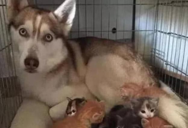 被迫|小猫刚出生猫妈妈就失踪了,二哈被迫带娃,它的反应让人笑喷